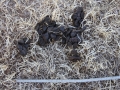 Pronghorn Scat