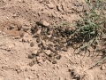Pronghorn Scat