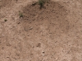 Pronghorn Scat and Scrape