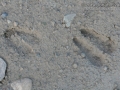 Pronghorn Tracks