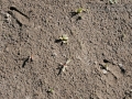 Pronghorn Tracks