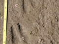 Pronghorn Tracks