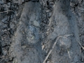 Pronghorn Tracks