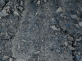 Pronghorn Tracks