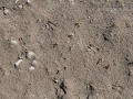 Pronghorn Tracks