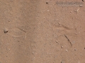 Pronghorn Tracks