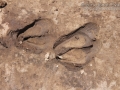 Pronghorn Tracks