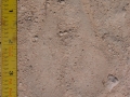 Scemitar Horned Oryx Tracks