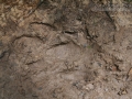 Tapir Tracks