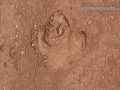 Tapir Tracks