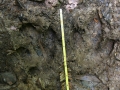 Tapir Tracks