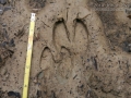 White-lipped Peccary Tracks