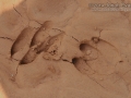 White-tailed Deer and Feral Hog Tracks