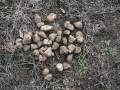 White-tailed Deer Scat