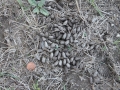 White-tailed Deer Scat
