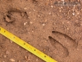 White-tailed Deer Tracks