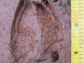 White-tailed Deer Tracks