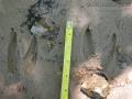 White-tailed Deer Tracks