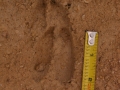 White-tailed Deer Tracks