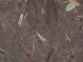 White-tailed Deer Tracks