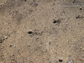 White-tailed Deer Tracks