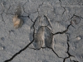 White-tailed Deer Tracks