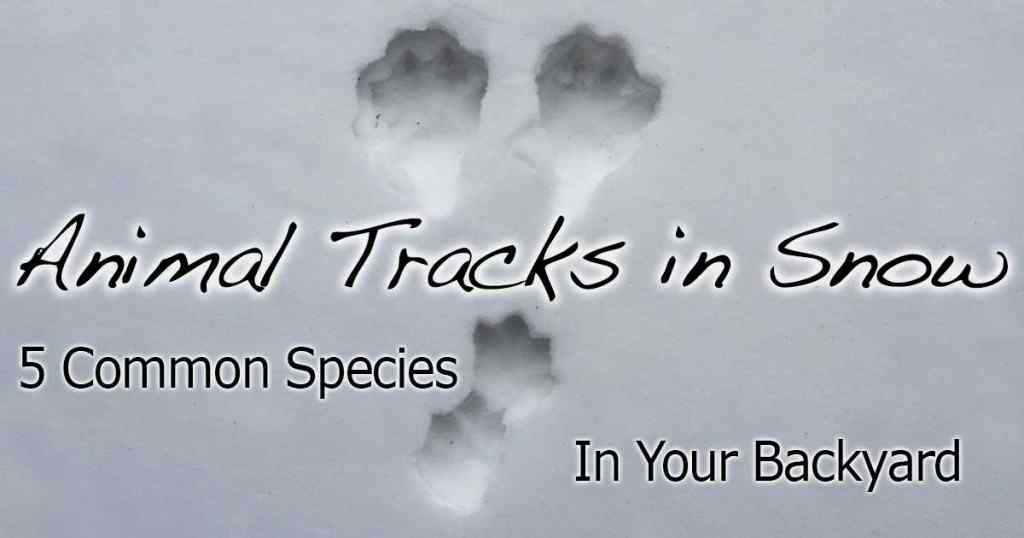 animal footprints identification