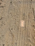 Horned Lizard Tracks