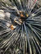 Pocket gopher feeding on yucca