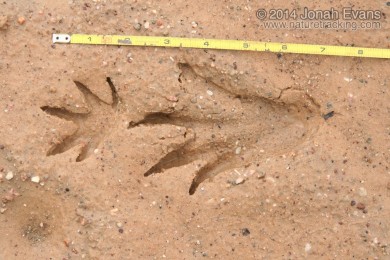 Animal Tracks of Eastern North America -NEW
