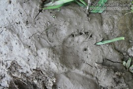 Porcupine Tracks