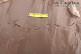 Eurasian Collared Dove Tracks