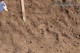 Scorpion Tracks