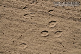 Black-tailed Jackrabbit Tracks