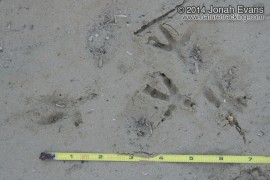 Burrowing Owl Tracks