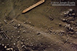 Long-tailed Weasel & Rat Tracks
