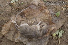 Dead Pocket Mouse