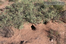 Spotted Ground Burrow