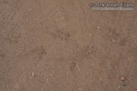 Toad Tracks