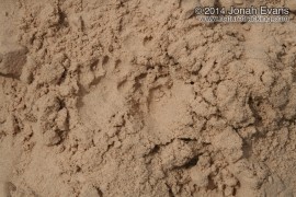Badger Tracks