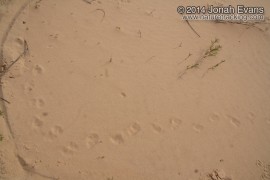 Badger Tracks (Obscure)