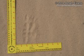 Great Horned Owl Tracks