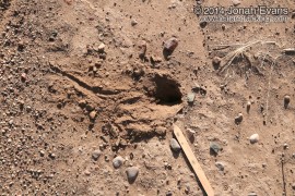 Kangaroo Rat Digs