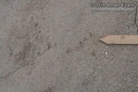 Toad Tracks