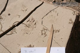 Hog-nosed Skunk Tracks