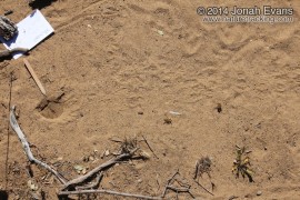 Kangaroo Rat Burrow