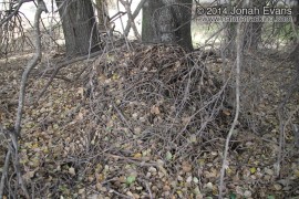 Woodrat Nest