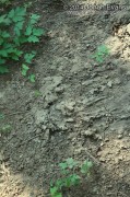 Beaver Scent Mound