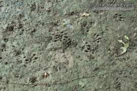 Otter Tracks
