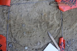 Baby Cottontail Tracks
